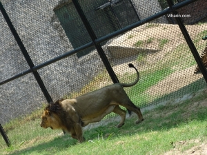 Viharin.com- Majestic animal roams around