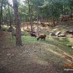 Viharin.com- Motithang Takins Preserve