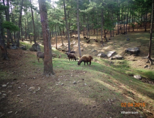 Takins in Motithang, Thimpu- Bhutan