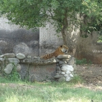 Viharin.com- Royal Tiger at Chhatbir Zoo