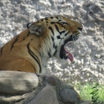 Viharin.com- Tiger apparently yawning