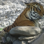 Viharin.com- Tiger busy thinking