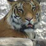 Viharin.com- Tiger looking at us