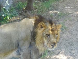 Viharin.com- Close up of Lion as seen from Lion Safari