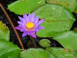 Viharin.com- Beautiful Lotus in the resort