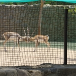 Viharin.com- Antelopes fighting
