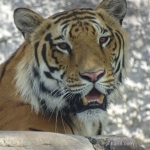 Viharin.com- Close up of Tiger