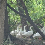 Viharin.com- Ducks enjoying