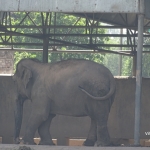 Viharin.com- Elephant