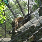 Viharin.com- Leopard at Chhatbir Zoo