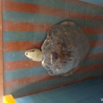 Viharin.com- Turtle in the museum