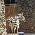 Viharin.com- Zebra