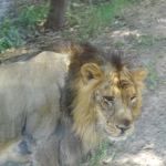 Viharin.com- Lion as seen from Lion Safari
