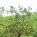 Rolling tea gardens of Wayanad, Kerala a wellness retreat