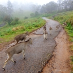 Viharin.com-Flock-of-Neelgiri-Tahr-on-road-of-Malabar-peak-in-Munnar