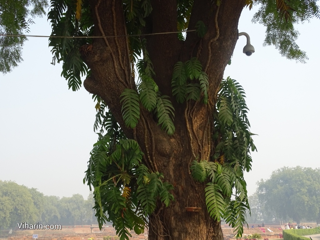 Viharin.com- Beautiful tree at the entrance