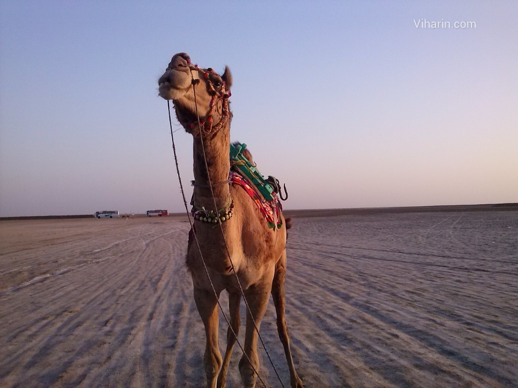 Viharin.com-White Rann- one of Travel Destinations in Gujarat