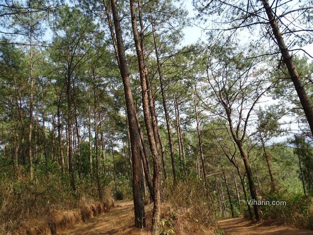 Viharin.com- Another way on Nature's trail