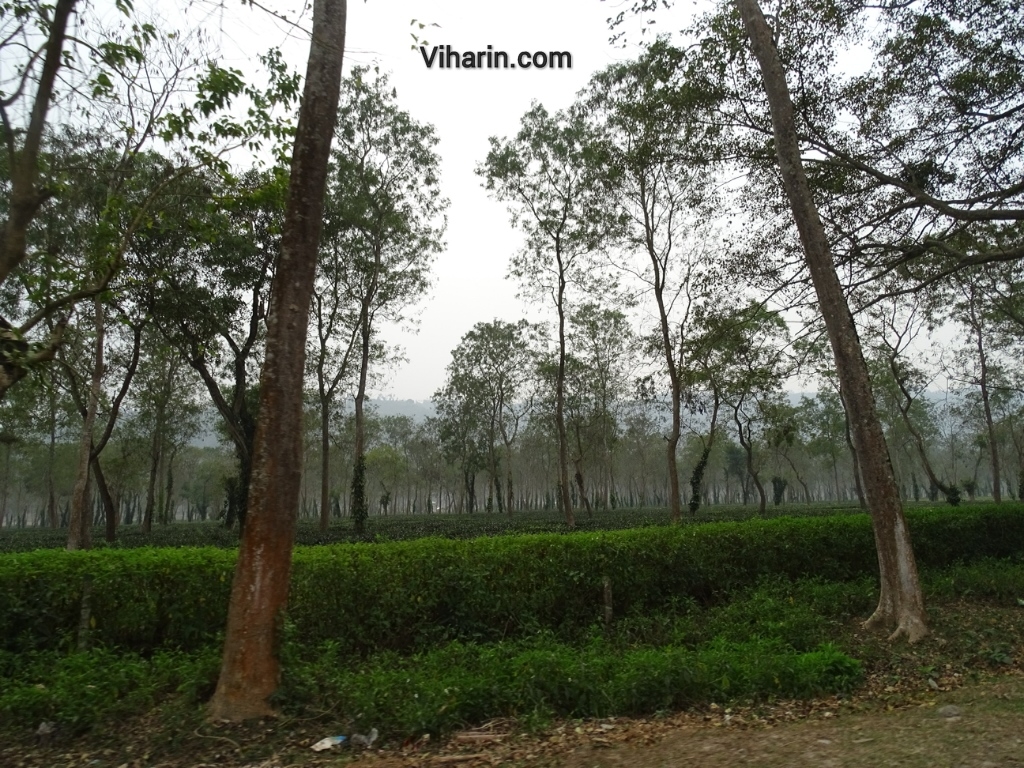 Viharin.com- Greenery all around