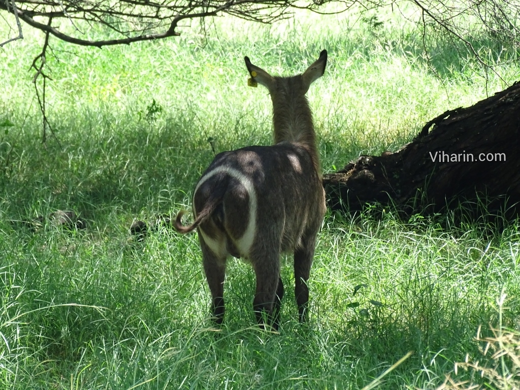Viharin.com- A Kudu