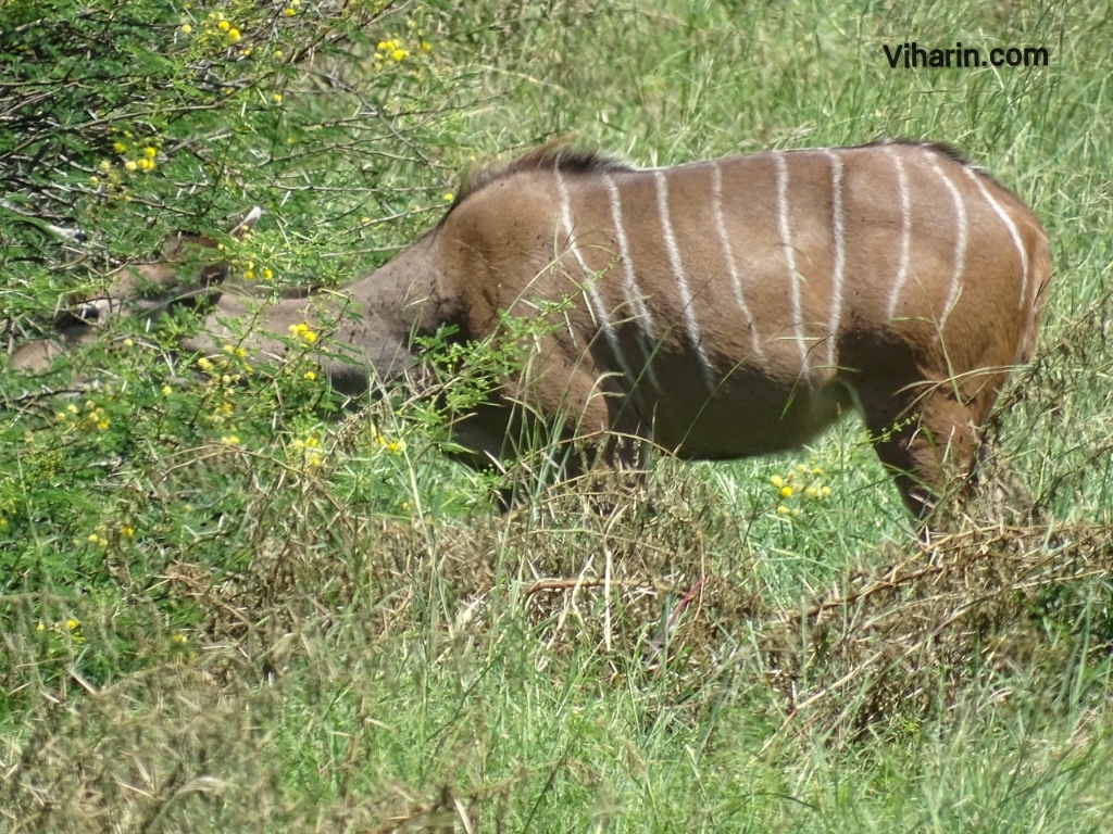 Viharin.com- A Kudu grazing
