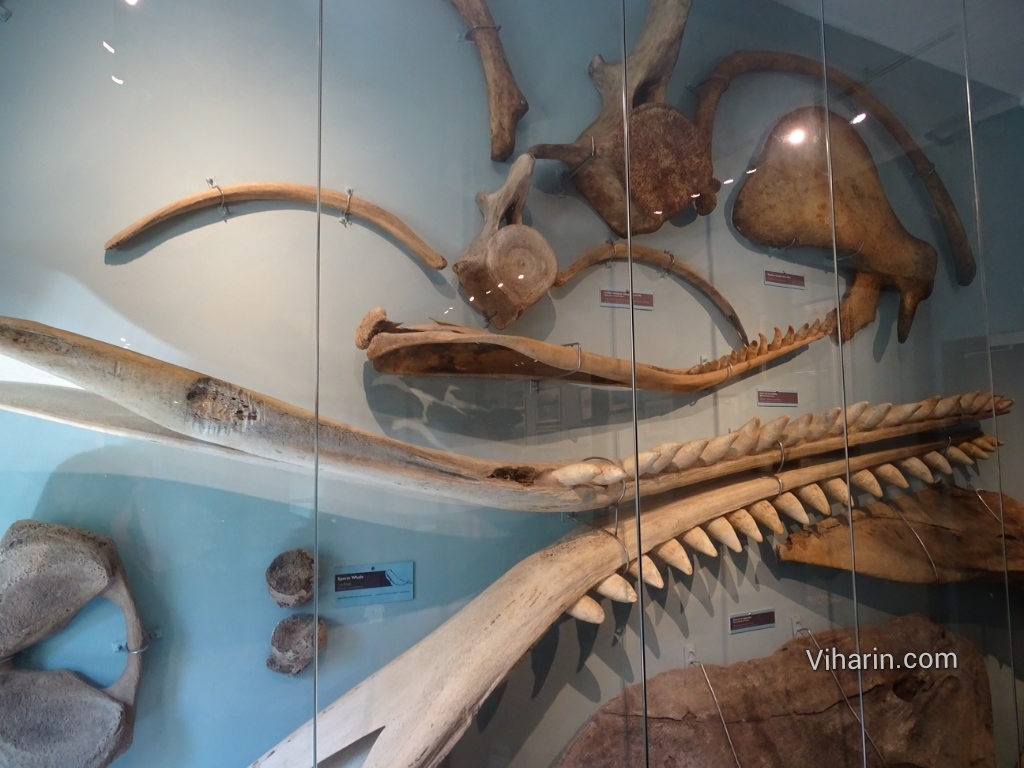 Viharin.com- Anatomy of Whale depicted through real bones