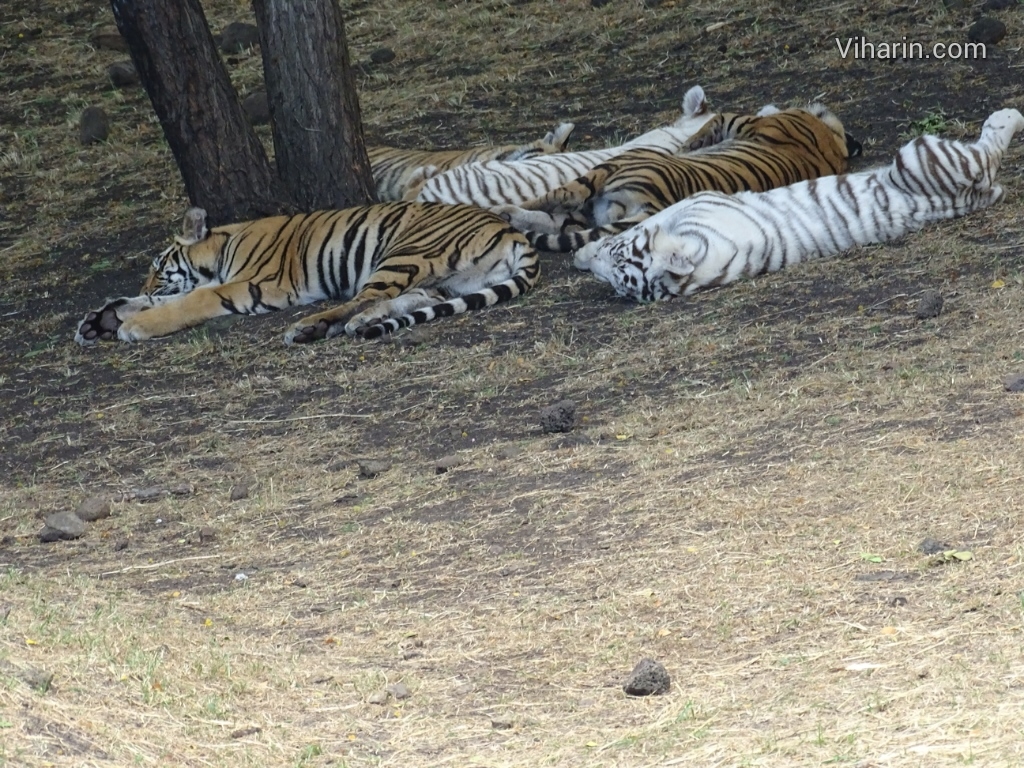 Viharin.com- Area of Tigers