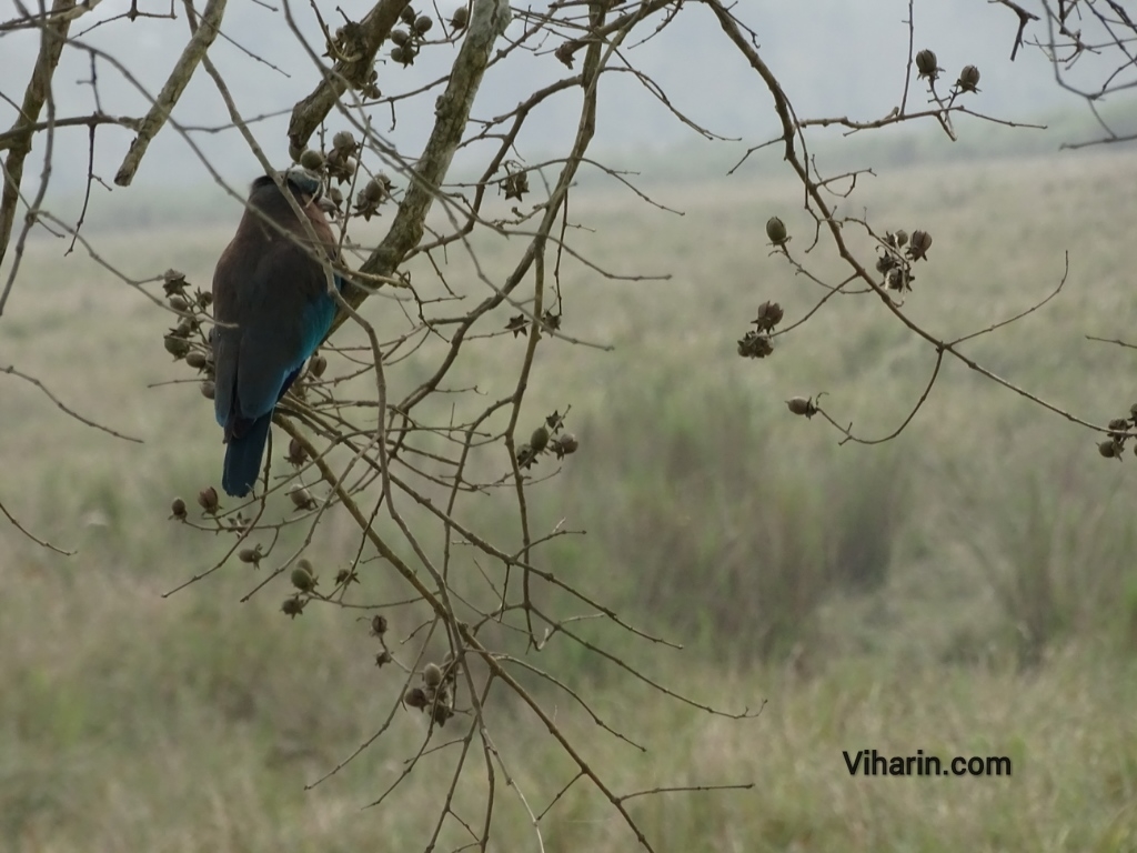 Viharin.com- Beautiful bird