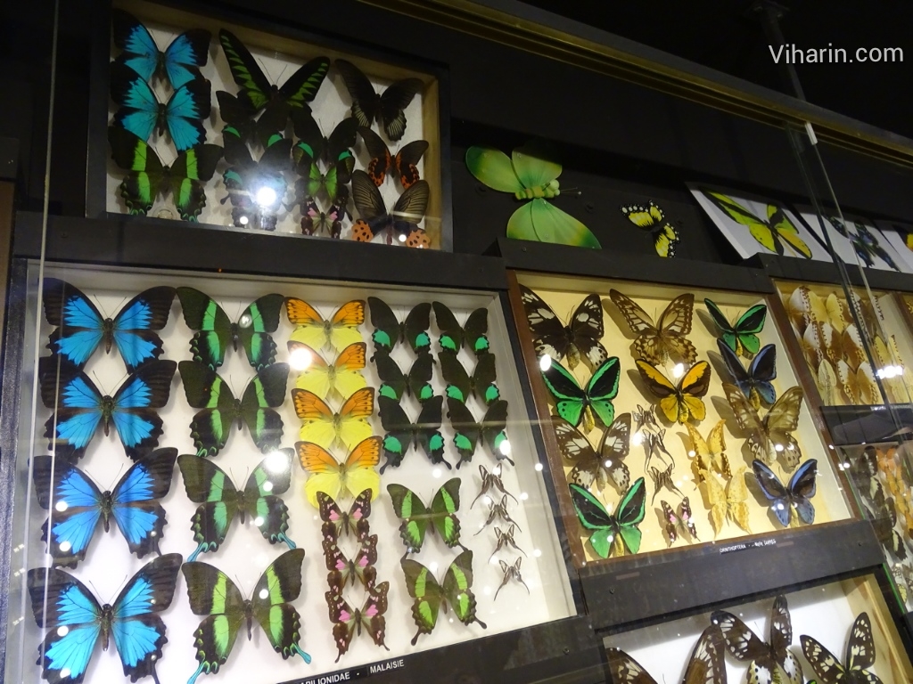 Viharin.com- Beautiful butterflies