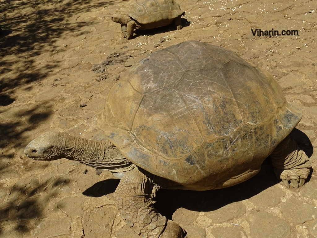 Viharin.com- Big tortoise