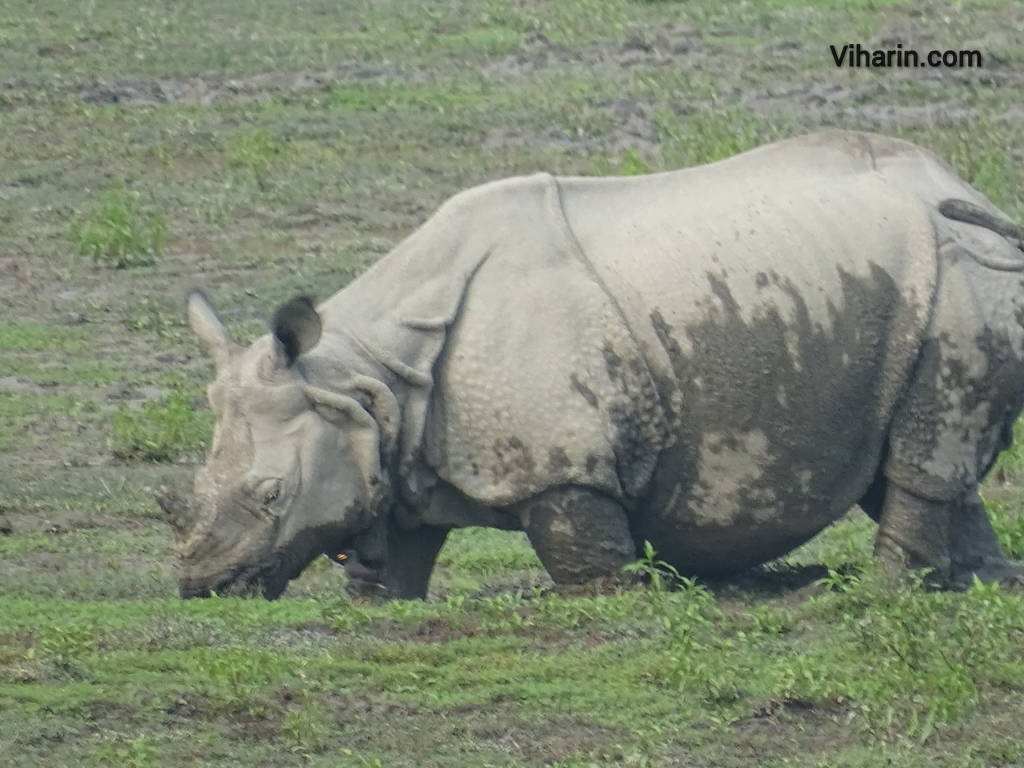 Viharin.com- Close up of Rhino