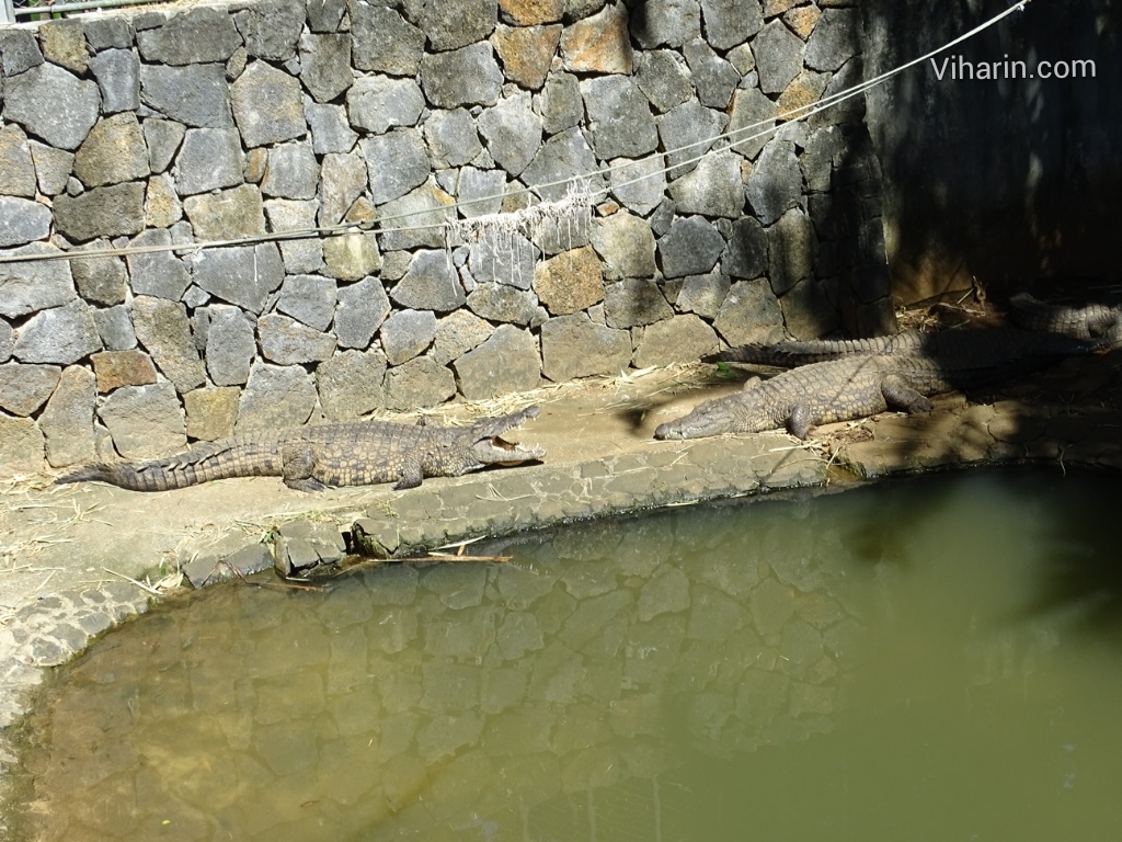 Viharin.com- Crocodiles bathing in sun