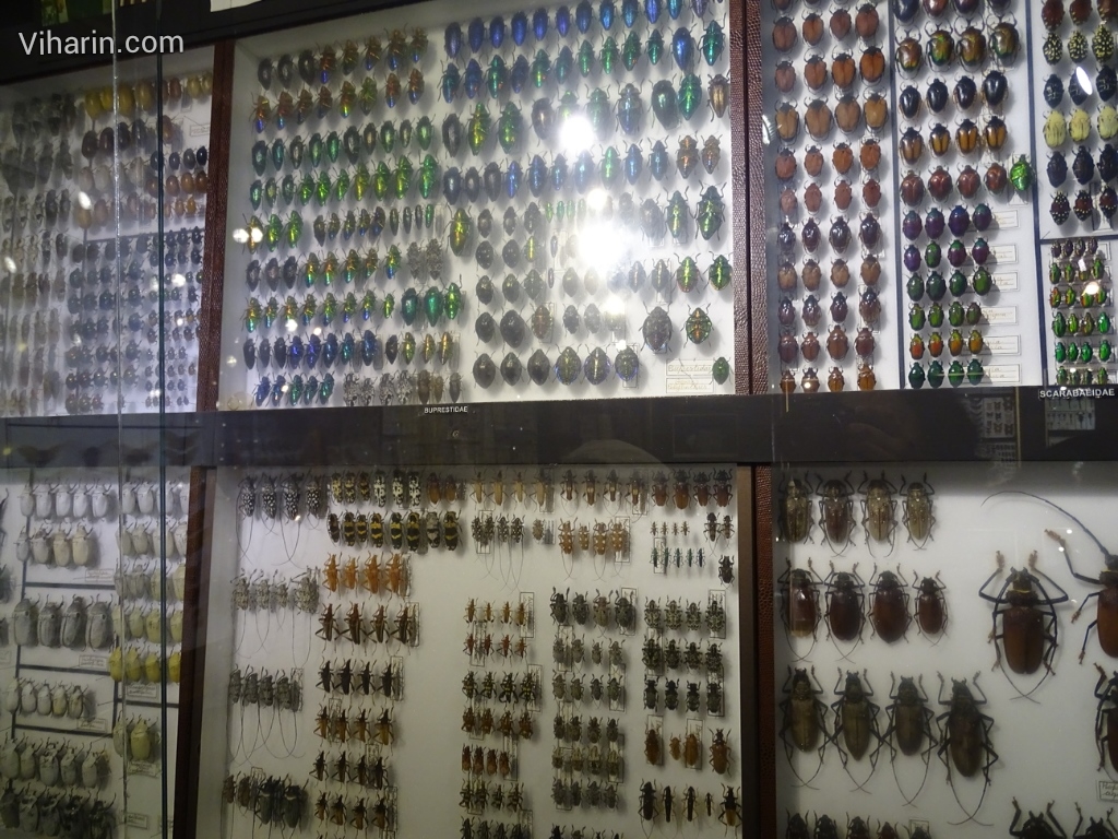 Viharin.com- Different kinds of insects