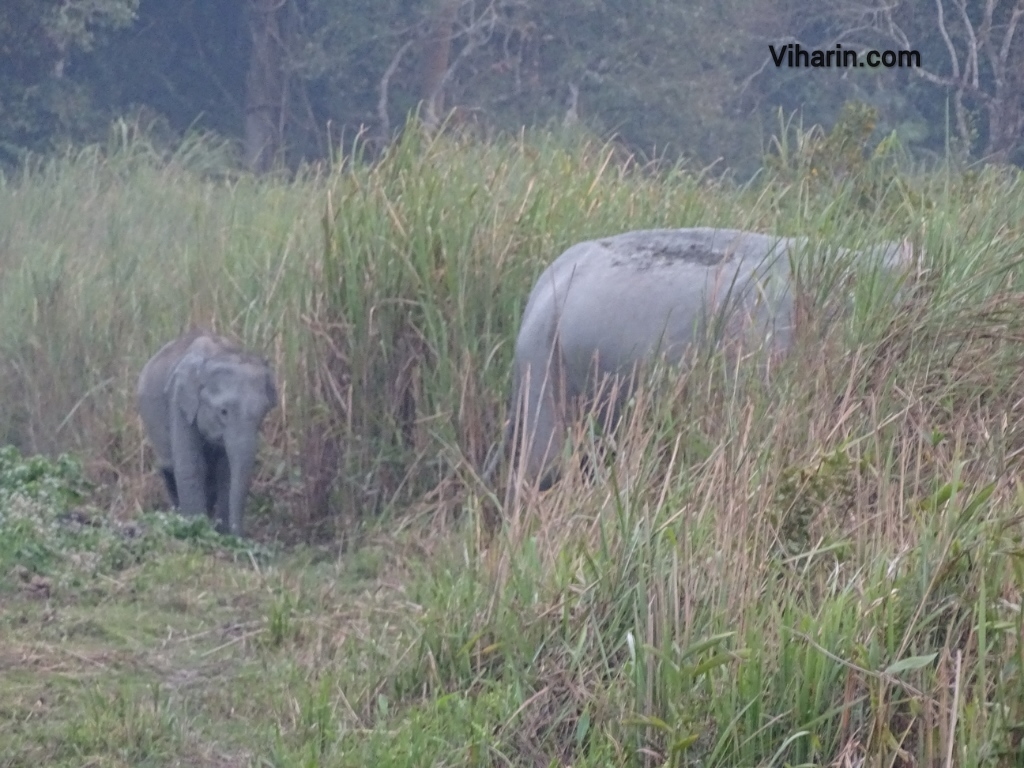 Viharin.com- Family of elephants