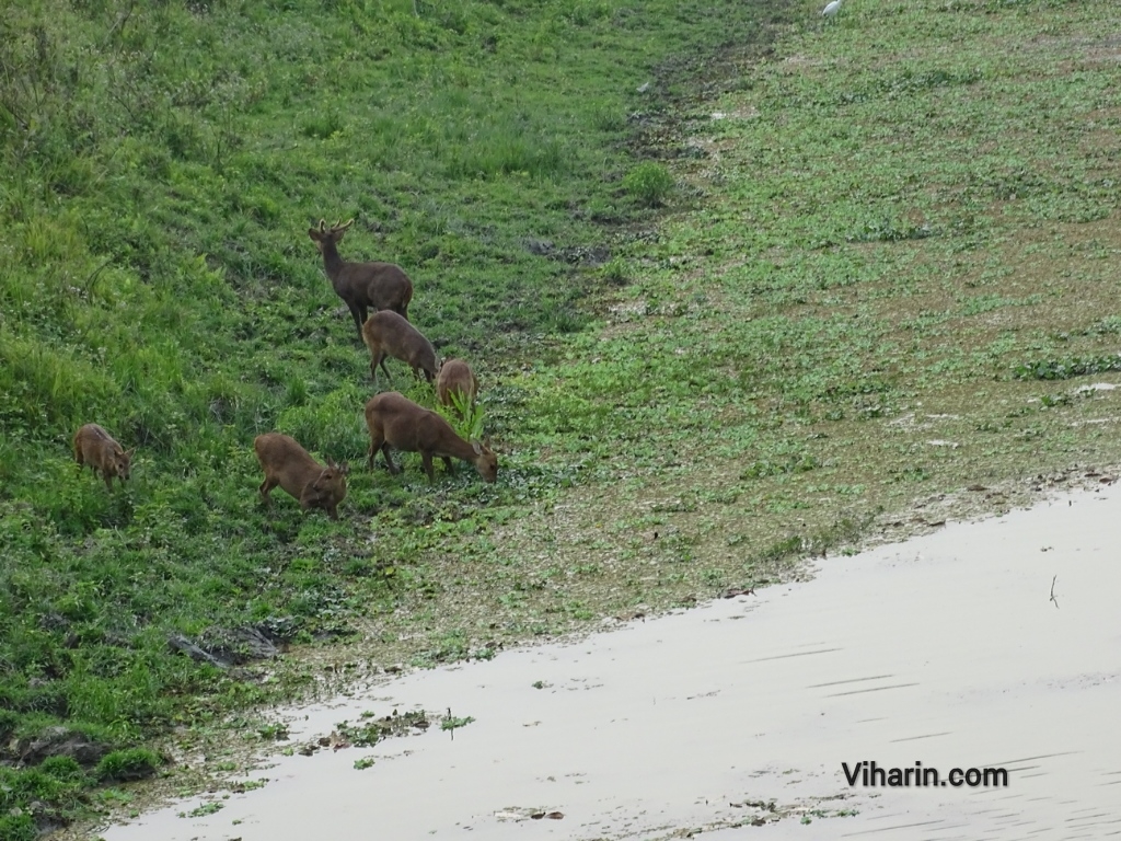 Viharin.com- Flock of deers