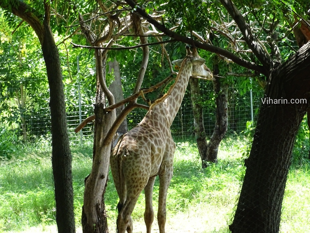 Viharin.com- Giraffe gazing somewhere