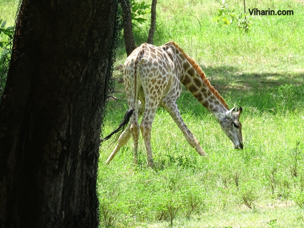 Viharin.com- Giraffe grazing