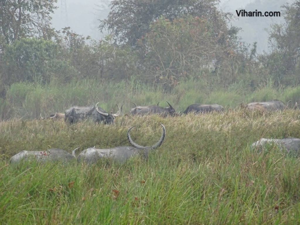 Viharin.com- Group of Bisons