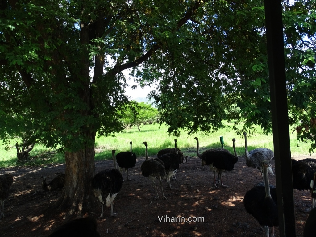 Viharin.com- Herd of Ostriches