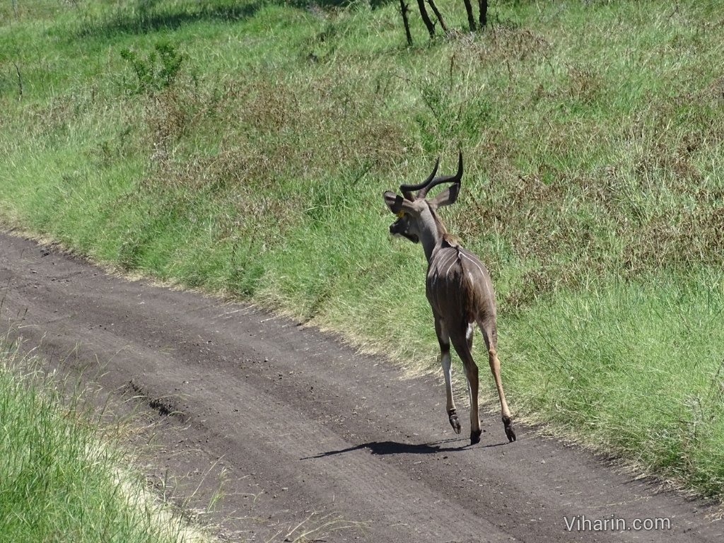 Viharin.com- Kudu running