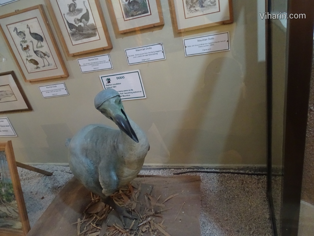 Viharin.com- Model of extinct Dodo bird
