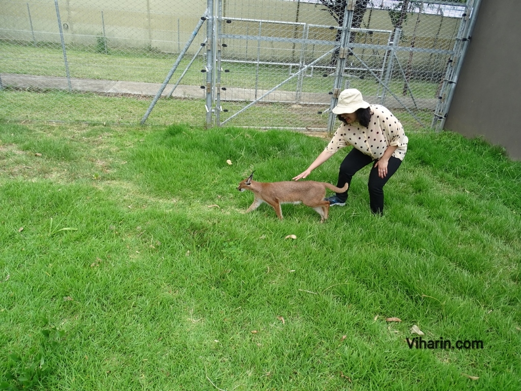 Viharin.com- My interaction with cat called Caracals