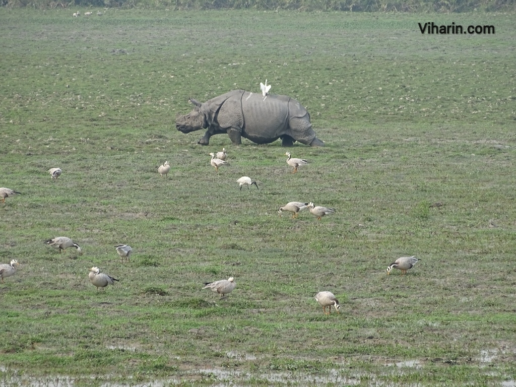 Viharin.com- One Horned Rhinoceros as seen from far on the way to Kaziranga National Park