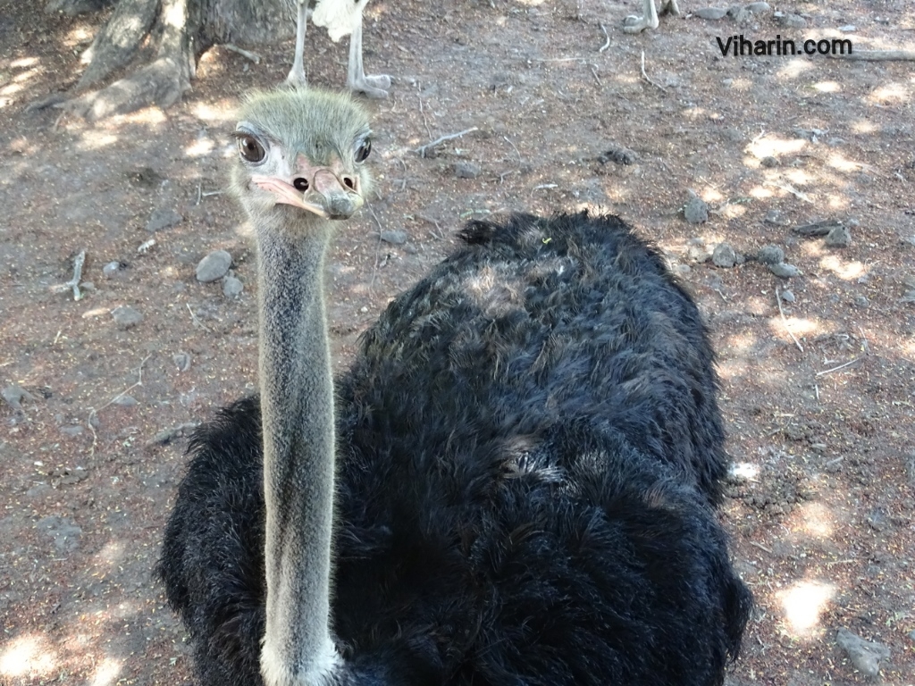 Viharin.com- Ostrich