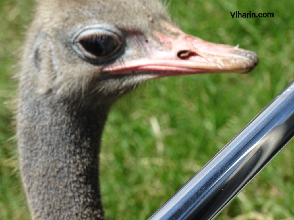 Viharin.com- Ostrich hitting bus rod with its beak