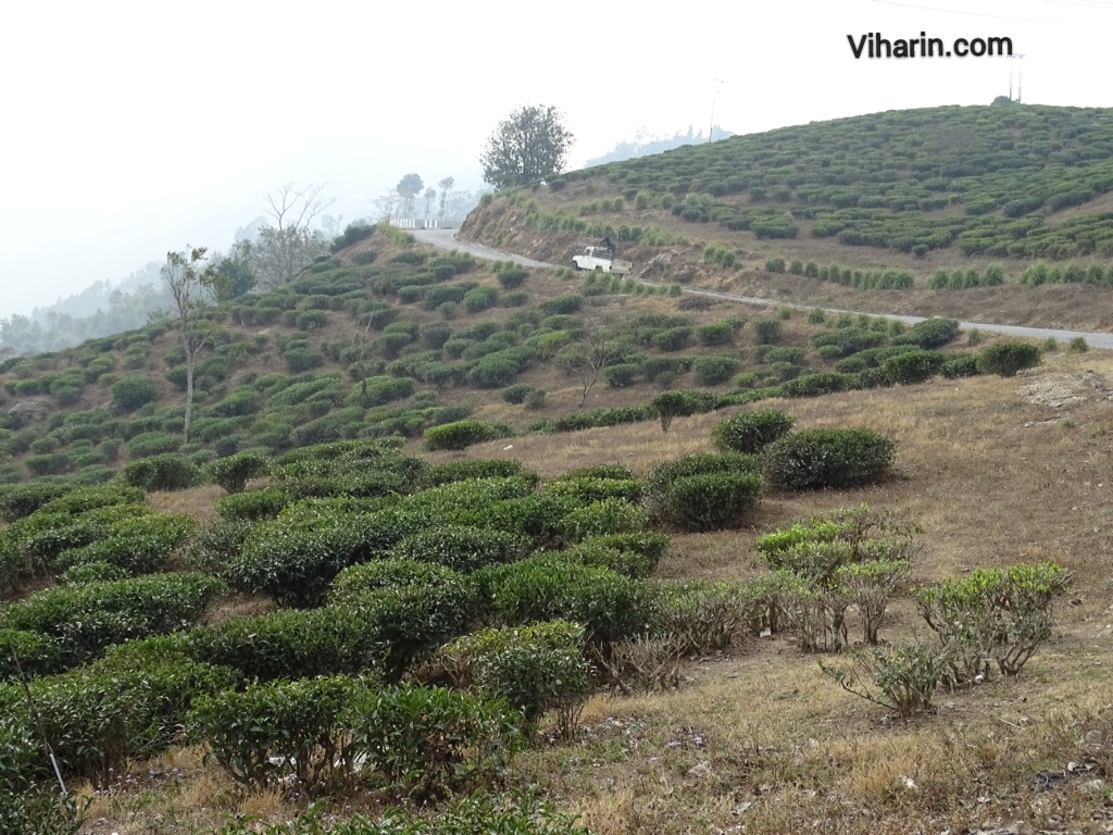 Viharin.com- Tea plantations