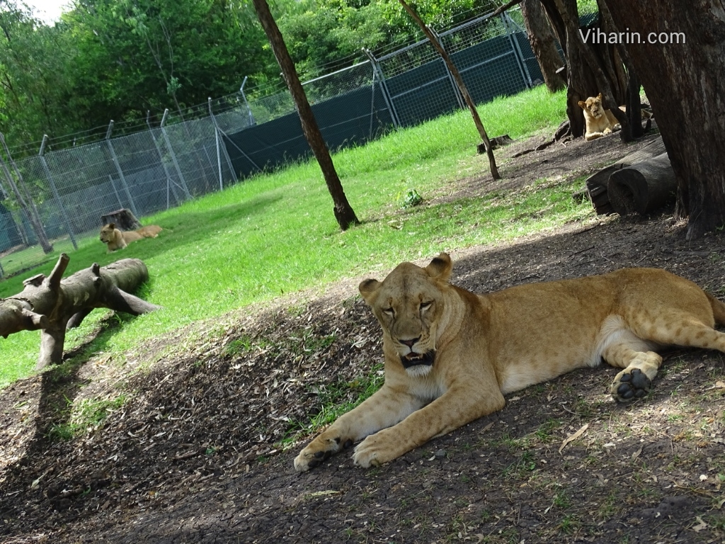 Viharin.com- Three Lions enjoying shade