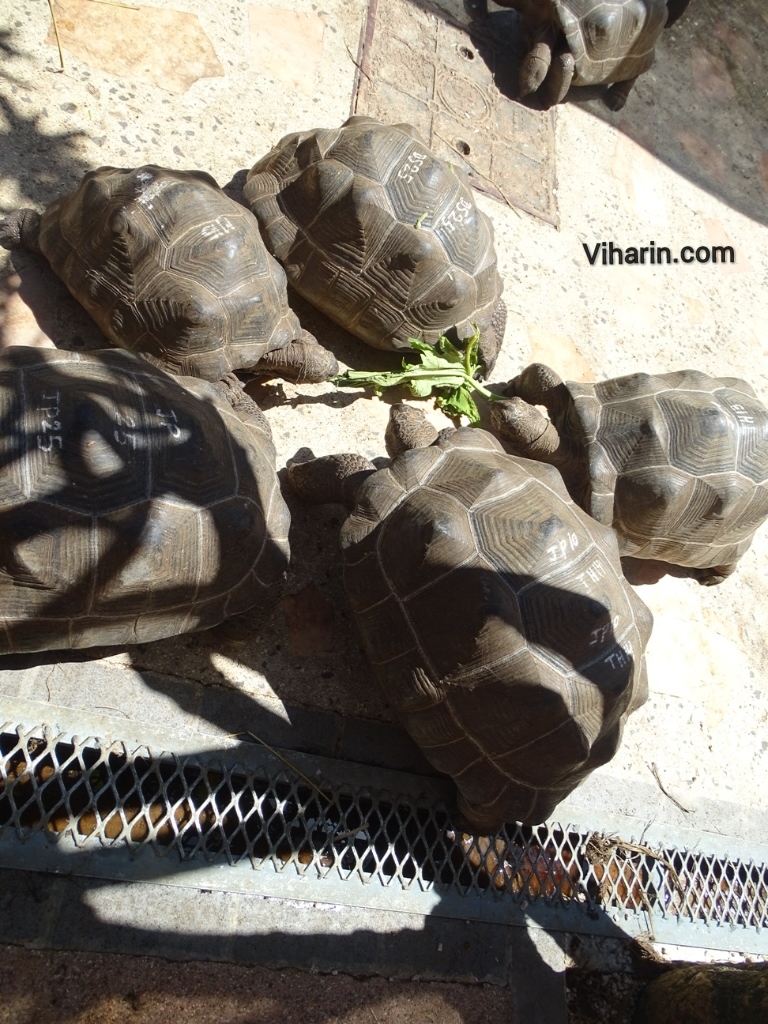 Viharin.com- Tortoise eating together