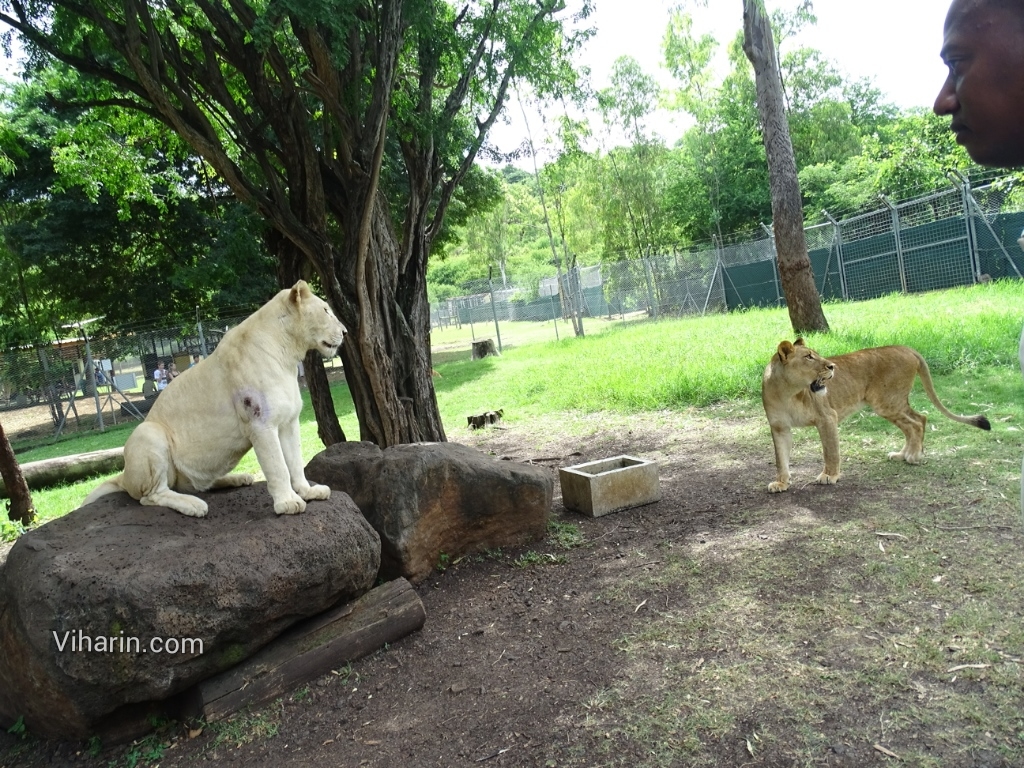Viharin.com- Interaction with Lions