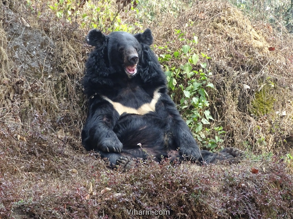 Viharin.com- Bear with a thick white line on chest